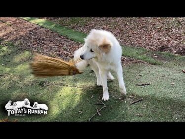 クッションをぶん回しほうきをバキバキに壊した荒ぶるリリーです　Great Pyrenees　グレートピレニーズ