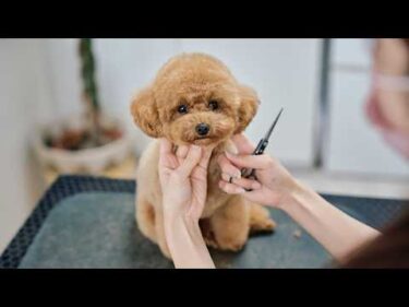 人が大好きすぎるトイプードル、トリミングでテディベアに変身します！
