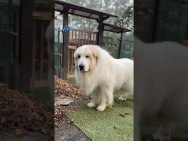Alain アラン #greatpyrenees #todaysrunrun #グレートピレニーズ #今日のルンルン