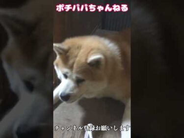 秋田犬が可愛すぎる　#Shorts #秋田犬 #大型犬のいる生活