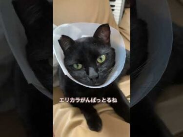 むーくんはキズを舐めないようにエリカラ中。もうちょっとがんばるそうです。#黒猫