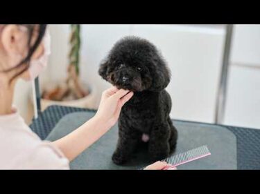 可愛いモコモコくまさんに変身するトイプードル！