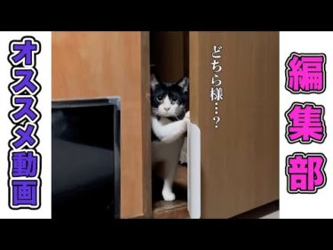 【これが好き…🤍】編集部の激推し動画 vol.3｜PECO