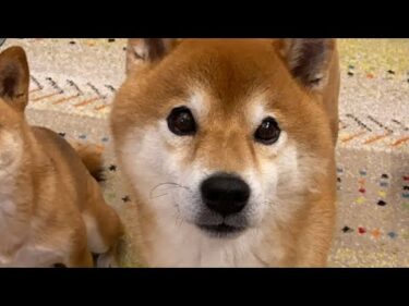 10月24日ハチ家夜久しぶりの生配信