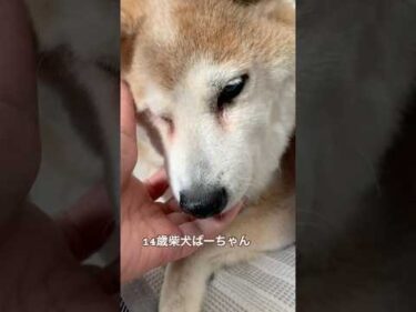 14歳柴犬いちごをモフる #柴犬 #shibainu