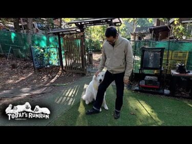 あれ？知らない人かも…突然我に返り人見知りを発動したリリーです　Great Pyrenees　グレートピレニーズ