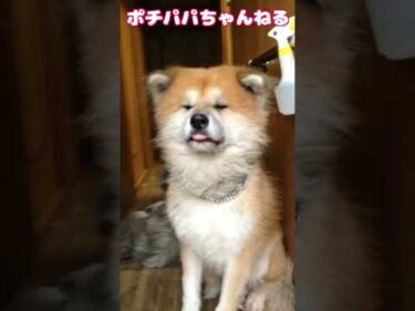 保護犬と共に生きる #大型犬のいる生活 #保護犬 ＃秋田犬