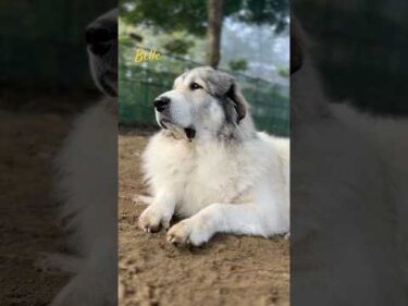 Belle ベル #greatpyrenees #todaysrunrun #グレートピレニーズ #今日のルンルン
