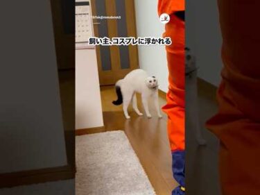コスプレが楽しすぎた｜PECO