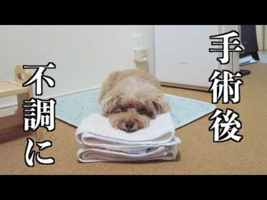 抜歯手術後の愛犬の調子があまり良くなさそうで動揺しました…