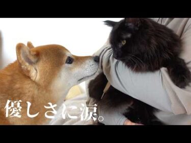 腎不全の愛猫を徹夜で看病してたら‥柴犬の思わぬ優しさに救われました。