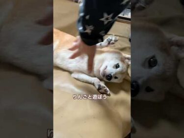 11歳柴犬りんごとわちゃわちゃ遊び。