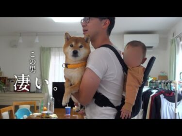 柴犬が赤ちゃん化⁉︎実家で発動したデレ姿がヤバすぎる。。