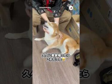 全力で甘えるコムギックスさん｜PECO