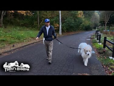 起床、出発、歩くスピード…全てがマイペースなアランです　Great Pyrenees　グレートピレニーズ