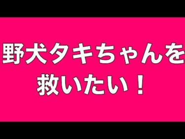 【ライブ】野犬逃走！タキちゃんを救いたい