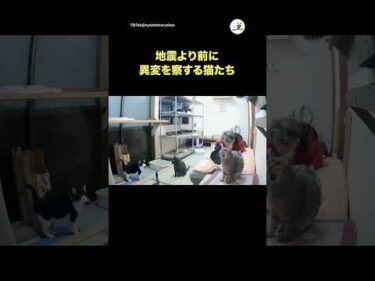 地震速報より早く反応する猫たち｜PECO @nyantama