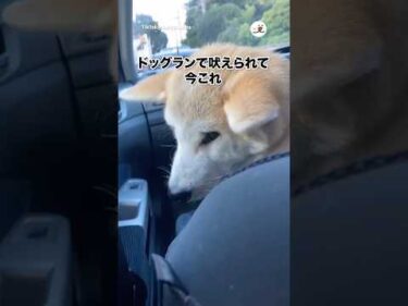 落ち込む秋田犬｜PECO
