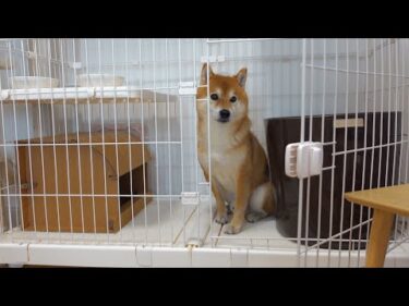 柴犬、猫に憧れ‥こうなる。