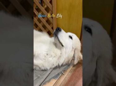 Alain Belle Lily #greatpyrenees #todaysrunrun #グレートピレニーズ #今日のルンルン