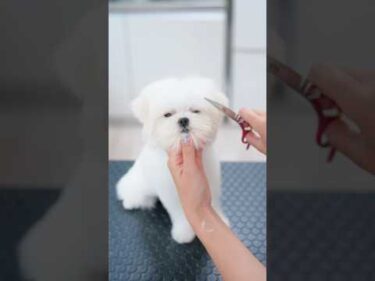 小顔すぎる美人さんマルチーズをヘアカットしたら #子犬 #犬のいる暮らし #癒し