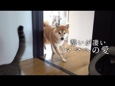 柴犬、大好きなママに駆け寄る瞬間が尊い…全力ただいまする姿に癒される。