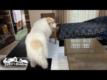 お母さんの掃除の後は隅々まで細かくチェックするアランです　Great Pyrenees　グレートピレニーズ