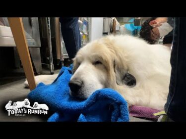 どんぐり病院さんのいつもの鍼灸で元気をチャージしたアランです　Great Pyrenees　グレートピレニーズ