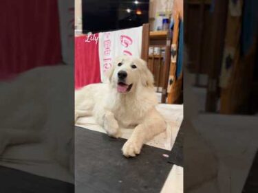 Lily リリー #greatpyrenees #todaysrunrun #グレートピレニーズ #今日のルンルン