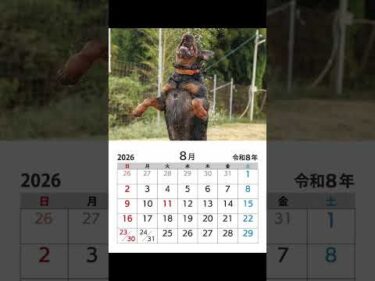 2026年カレンダー予約開始！　#カレンダー　#保護犬 #shorts