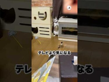 猫が釣りしてた｜PECO