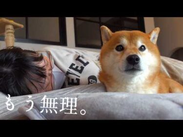 もうムリ！柴犬はママとのお昼寝で限界がきたようです。。
