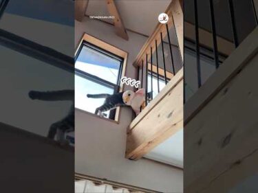 無理やり通ろうとする猫さん｜PECO