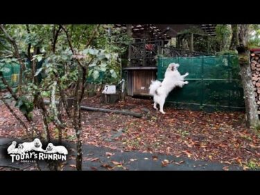お散歩の順番が待てなくて…はやる気持ちが抑えられないベルです　Great Pyrenees　グレートピレニーズ