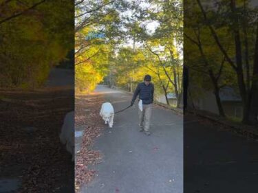 Alain アラン #greatpyrenees #todaysrunrun #グレートピレニーズ #今日のルンルン