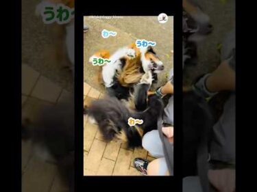 小学生に可愛がってもらった🤭｜PECO