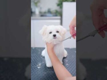 だんだん舌がしまえなくなっちゃった子犬 #子犬 #犬のいる暮らし #癒し