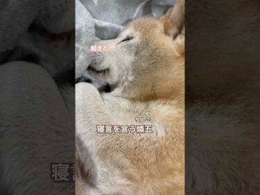 寝言を言う11歳柴犬りんご#柴犬 #shibainu
