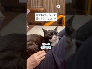 さっきまで食い気味にミャーン言ってたのに…😇｜PECO