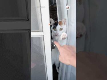 家に入れなかったので猫に頼んでみたら…｜PECO