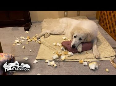 結果としてはクッションを壊したけれど…お利口にひとりで遊んでいたリリーです　Great Pyrenees　グレートピレニーズ