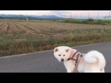 【秋田犬ゆうき】クマが出たから気を付けてと言われたのでお散歩を中断して直ちに帰宅する【akita dog】