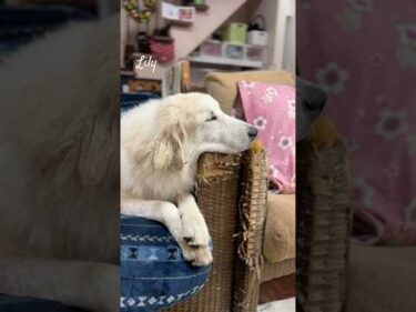 Lily リリー #greatpyrenees #todaysrunrun #グレートピレニーズ #今日のルンルン