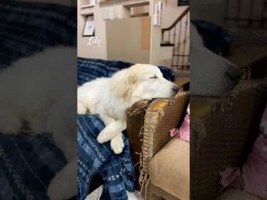 Lily リリー #greatpyrenees #todaysrunrun #グレートピレニーズ #今日のルンルン