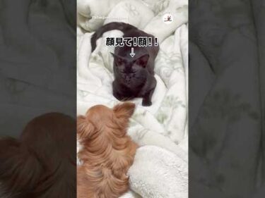 見たことないキス顔をする猫｜PECO