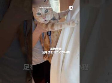 足洗いたい主vs洗いたくない猫｜PECO