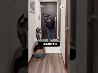 リュック乗りブームは過ぎたけど…｜PECO