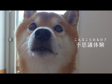 柴犬とのほっこり日常から一転‥不思議すぎる体験をお話しします。