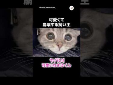 愛猫可愛すぎた時の飼い主の反応が😆｜PECO