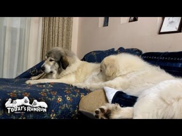 鹿の角をかじるベルと、鹿の角をかじるベルをかじるリリーです　Great Pyrenees　グレートピレニーズ